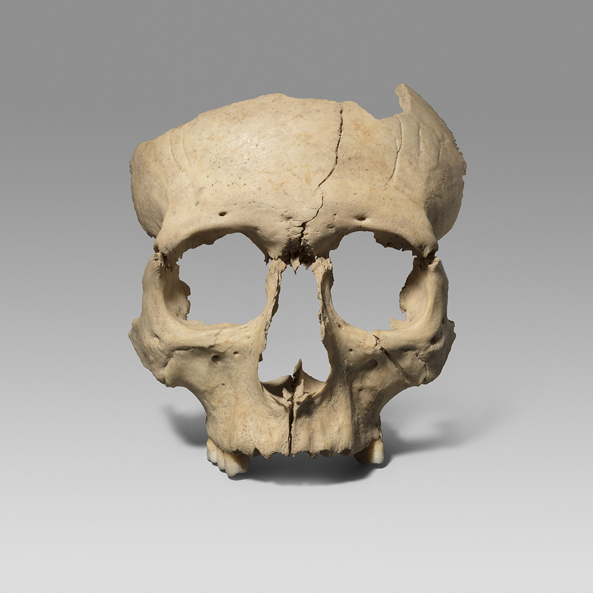 Crani ibèric d’Olèrdola. Foto GFH. Arxiu MAC
