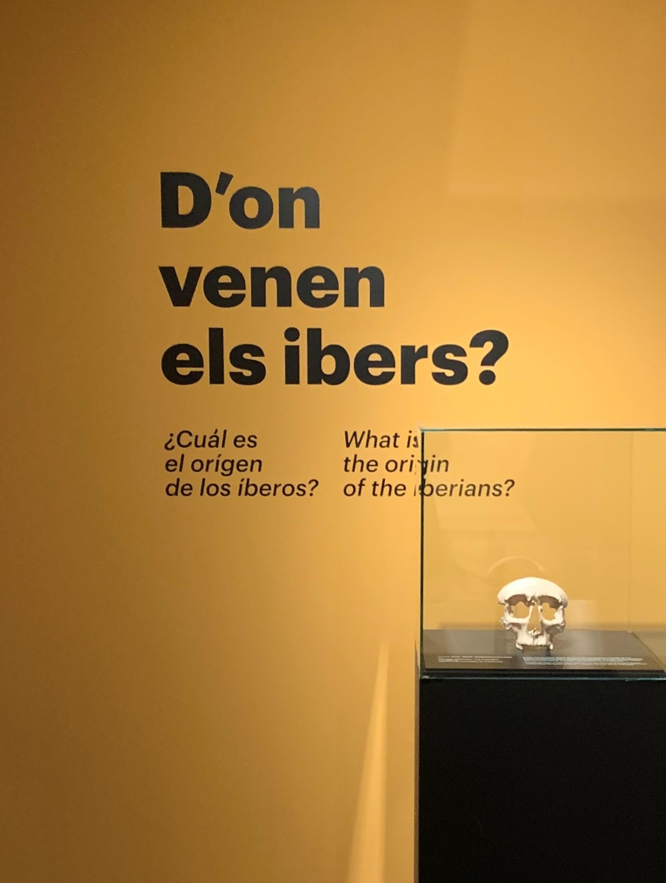 El crani d’Olèrdola exhibit temporalment a l’exposició del MAC “L’enigma iber” (gener del 2022). Arxiu MAC
